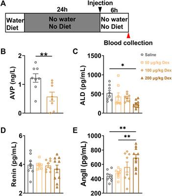 Dex modulates the balance of water-electrolyte metabolism by depressing the expression of AVP in PVN